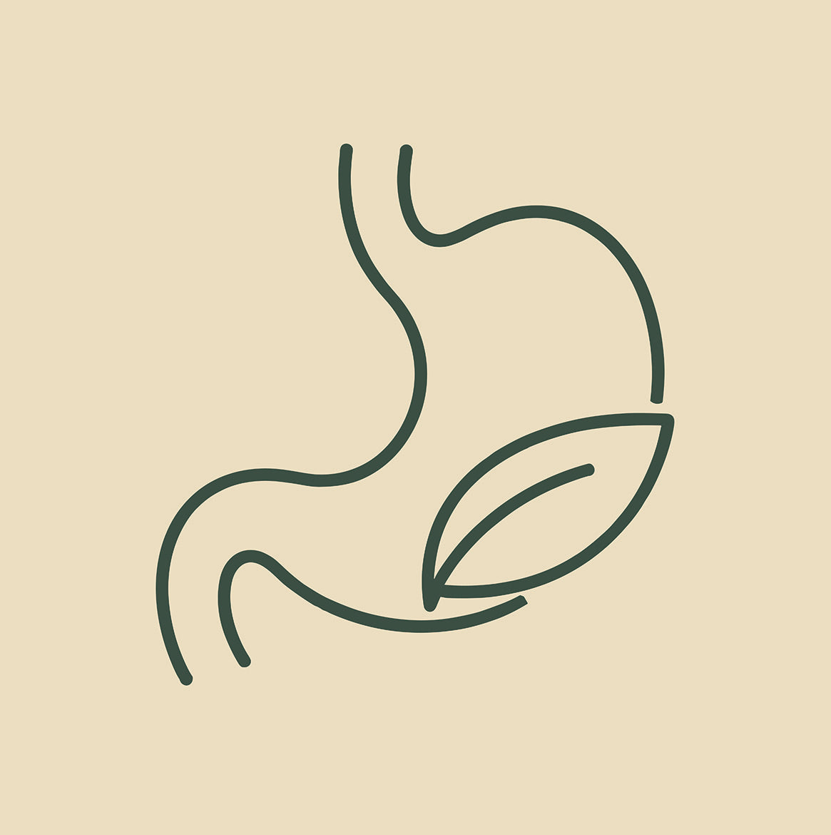 Icône représentant l’estomac et une feuille symbolisant la digestion et la détox naturelle